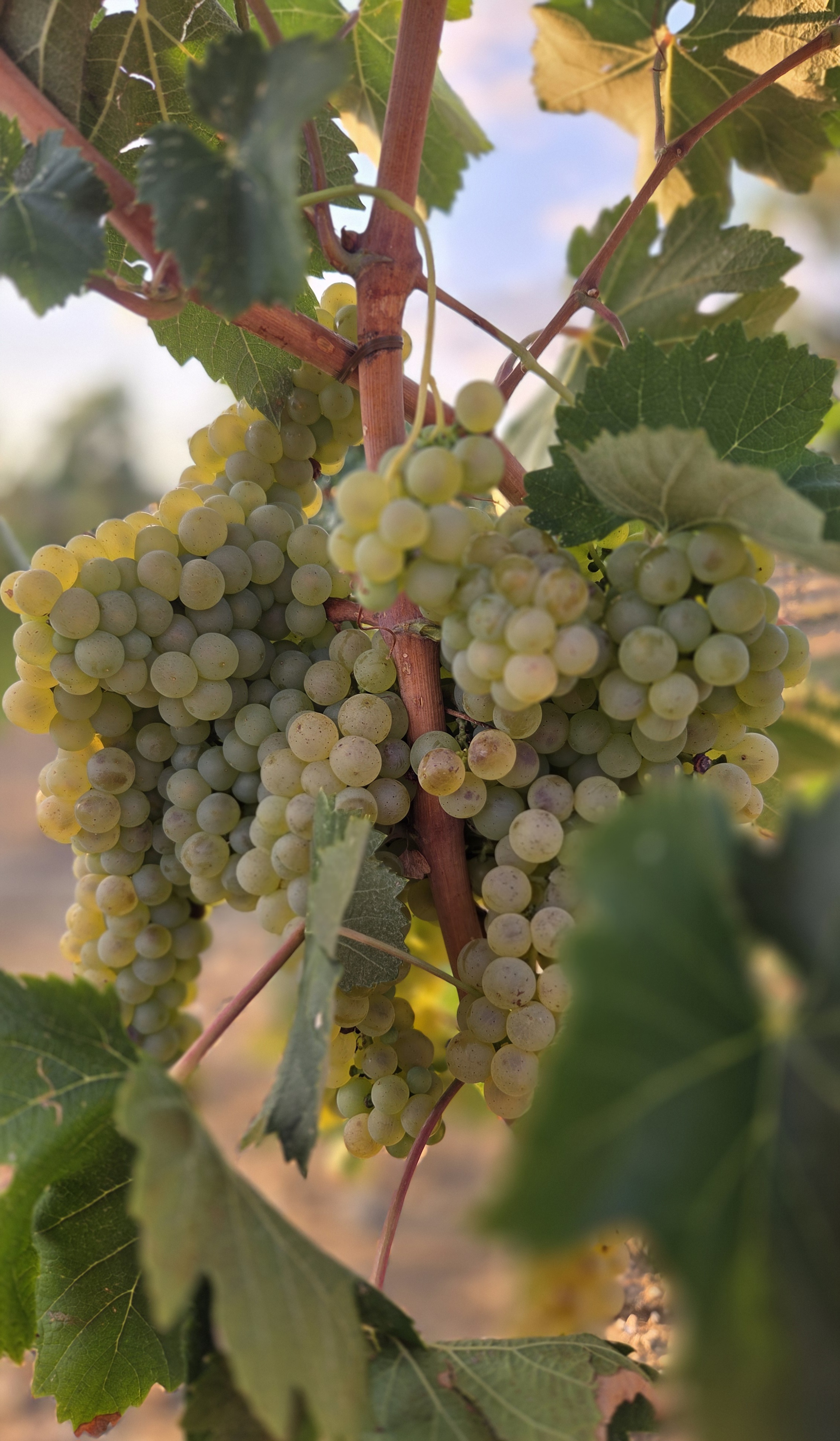 Bottiglie Vino Masserie Pirrone