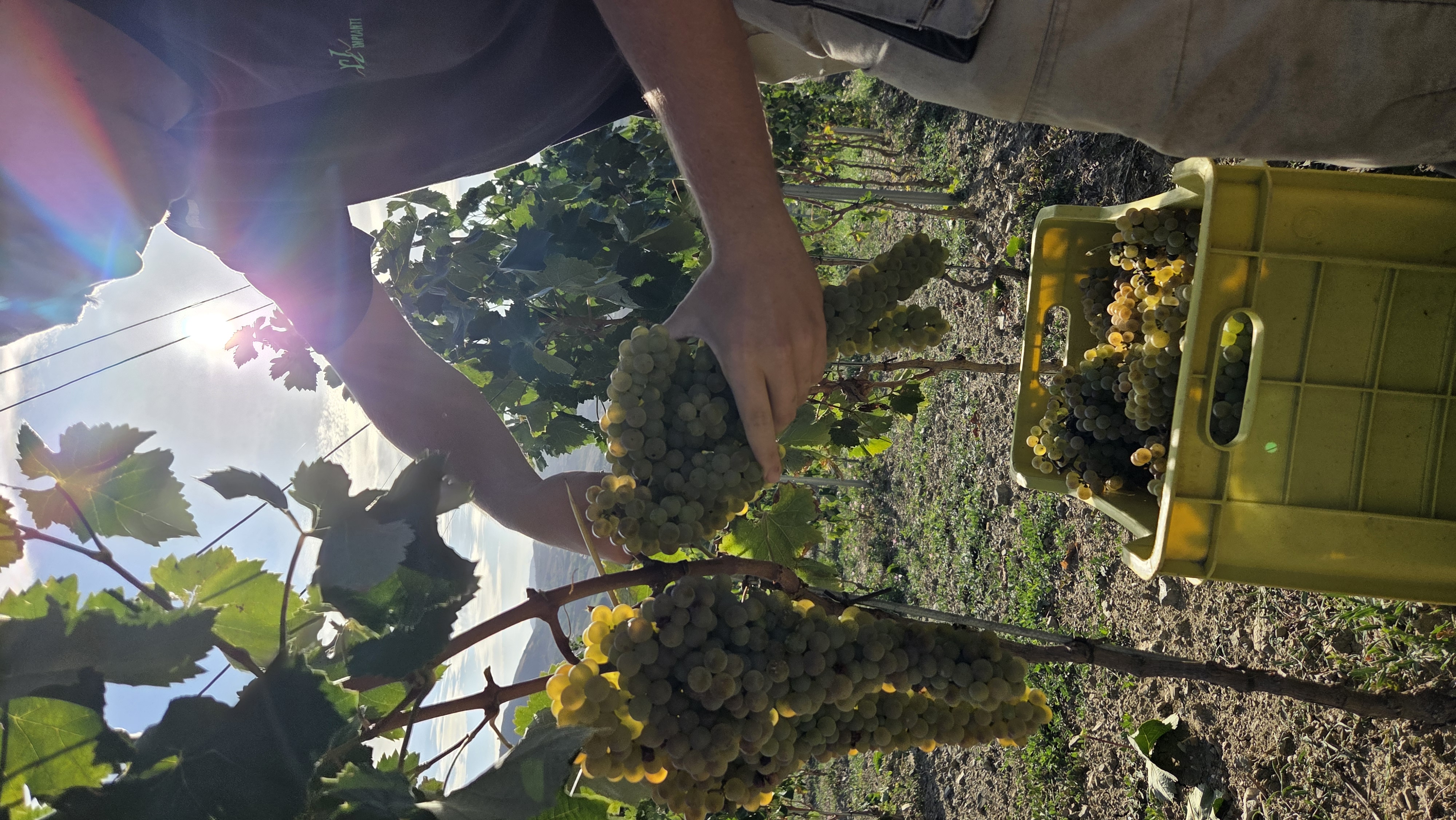 Vendemmia Masserie Pirrone