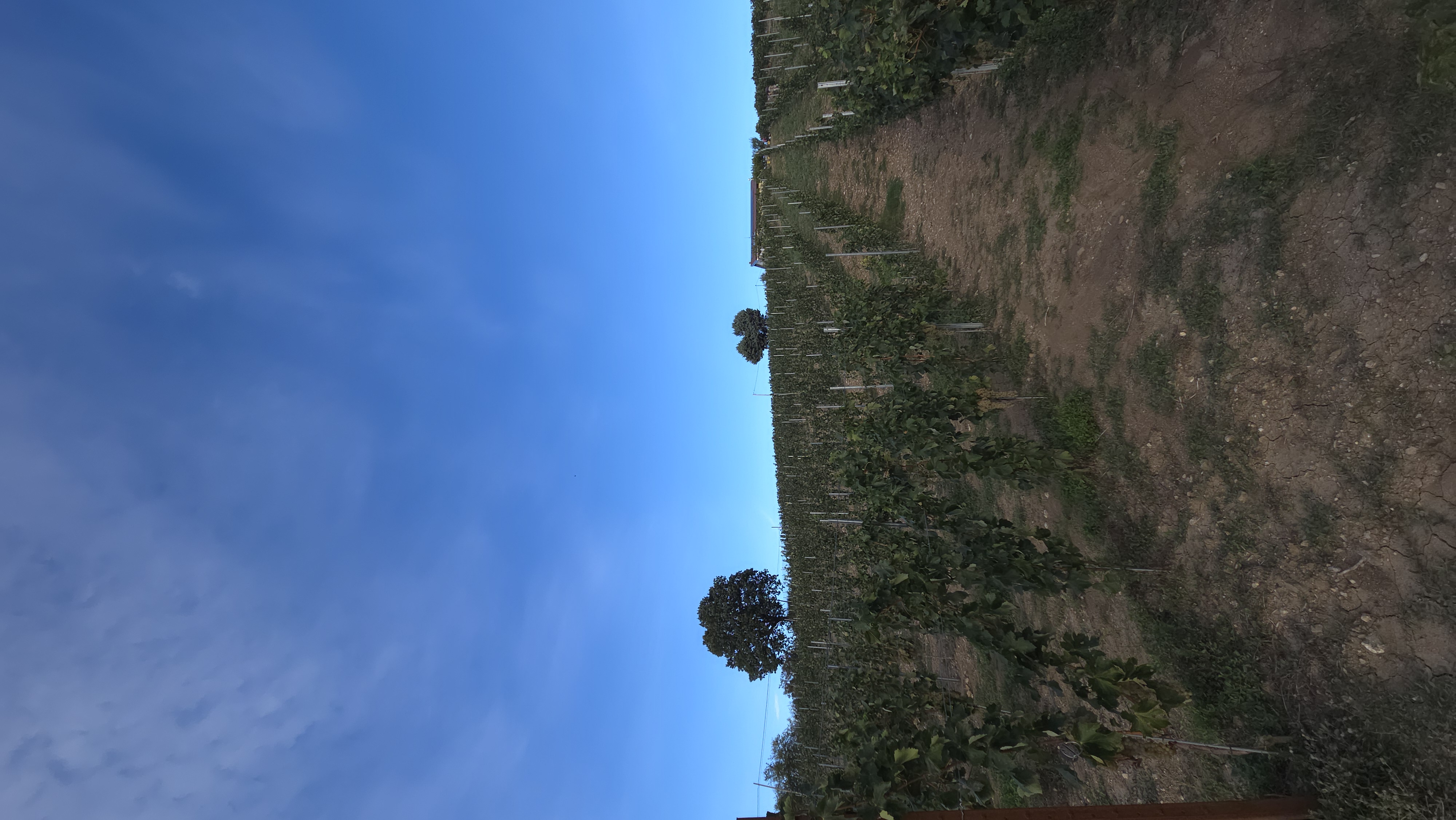 Paesaggio Tito 1