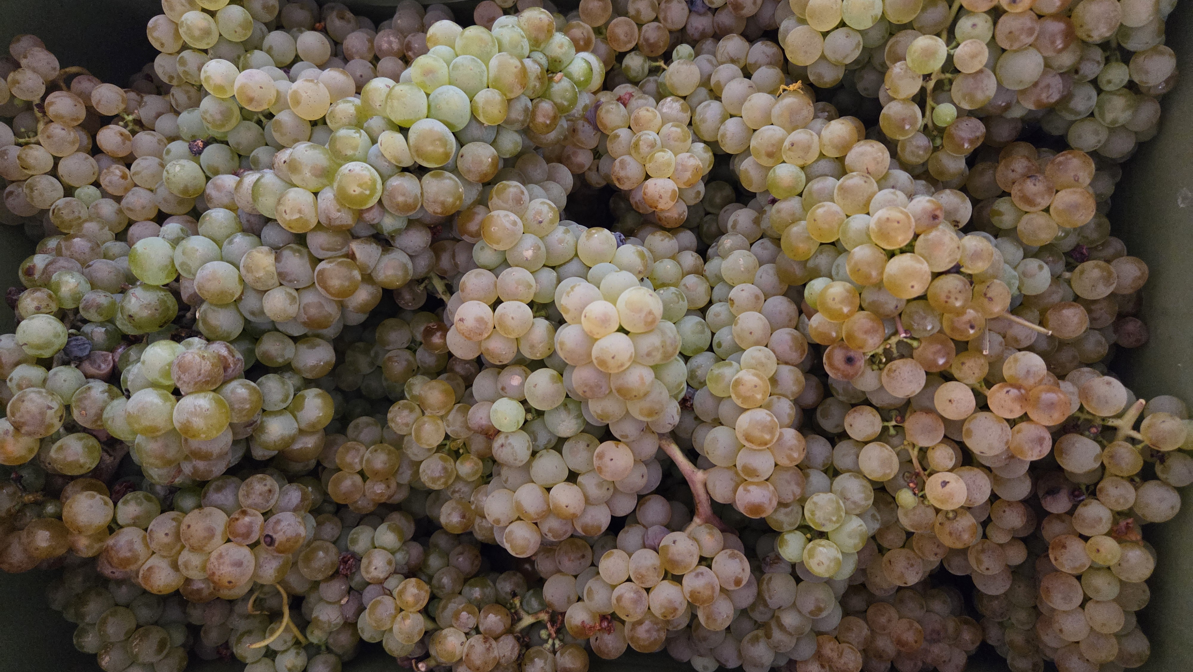 Vigneti