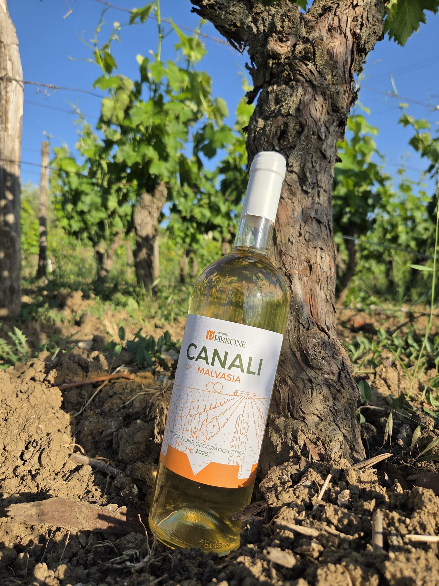 Vino Canali Bottiglia