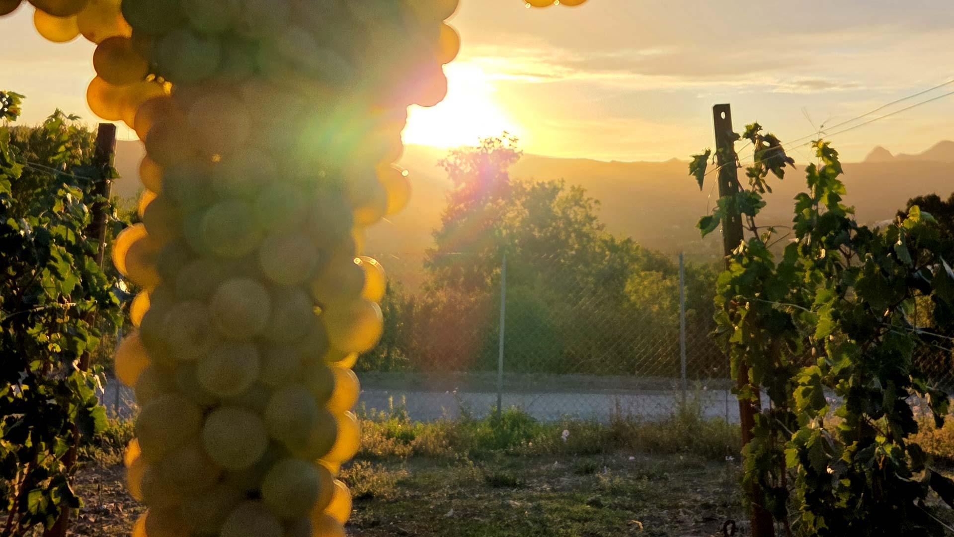 Tramonto Masserie Pirrone - Vigneti Lucania